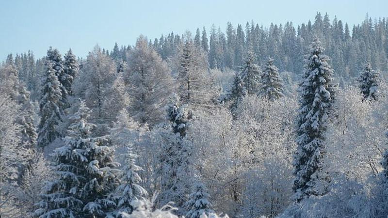 Pod Górską Lawendą Jurgów